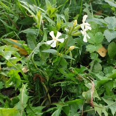 Saponaria officinalis