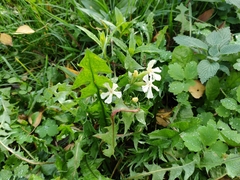 Saponaria officinalis