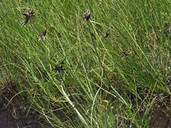 Cyperus rupestris