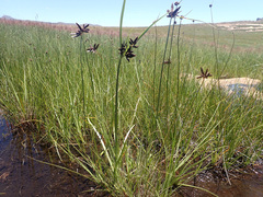 Cyperus rupestris
