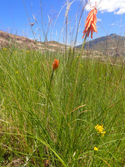 Kniphofia triangularis