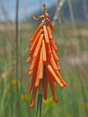 Kniphofia triangularis