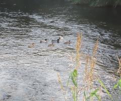 Anas platyrhynchos platyrhynchos