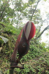 Philodendron erubescens