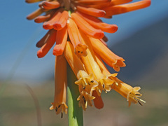 Kniphofia triangularis