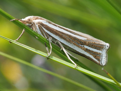 Ancylolomia prepiella