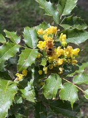 Cadeguala occidentalis