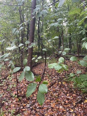 Frangula alnus