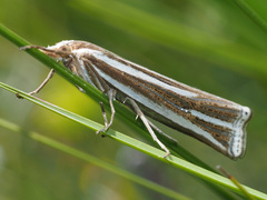 Ancylolomia prepiella
