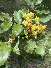 Cadeguala occidentalis