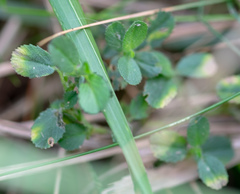 Ononis spinosa procurrens