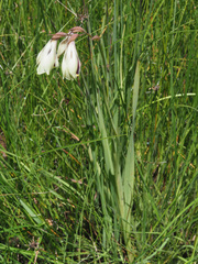 Gladiolus papilio