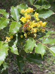 Cadeguala occidentalis