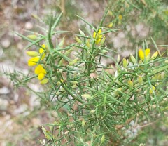 Ulex parviflorus