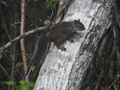 Sciurus deppei