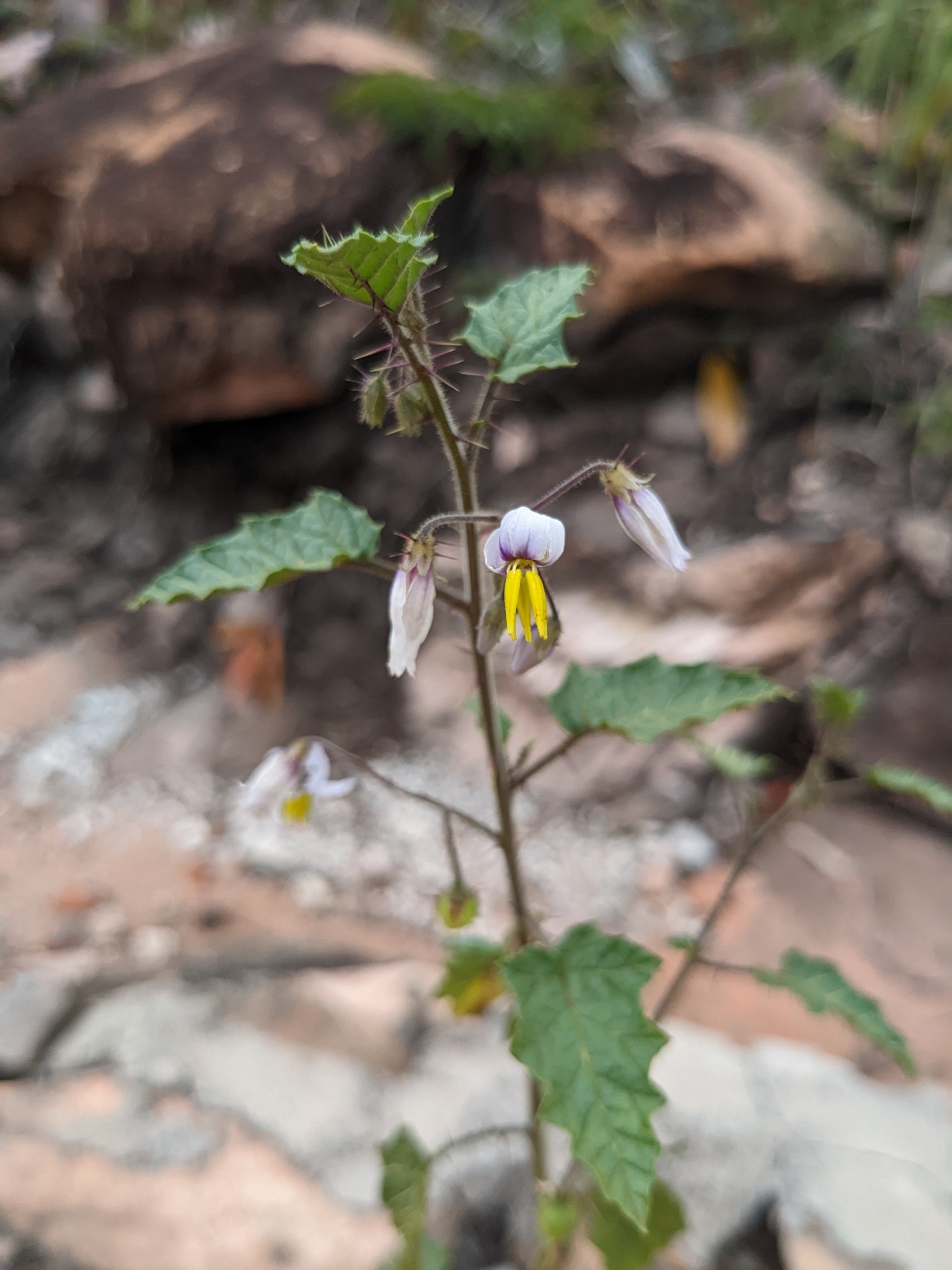 Solanum stenandrum
