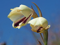 Gladiolus papilio