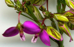 Polygala recognita