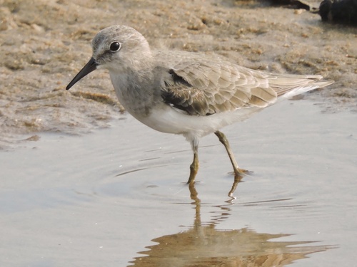 Temminck's Stint