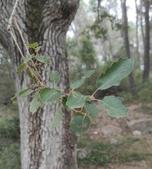 Quercus faginea