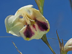 Gladiolus papilio