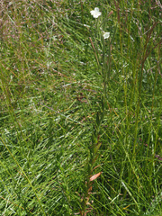 Epilobium salignum