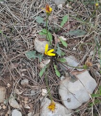 Reichardia picroides