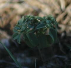 Croton monanthogynus