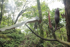 Philodendron erubescens