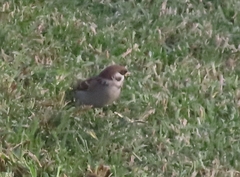 Passer montanus