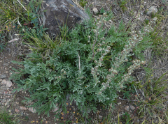 Artemisia norvegica