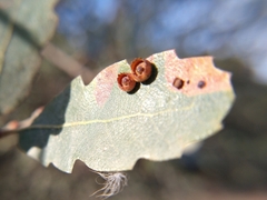 Andricus gigas