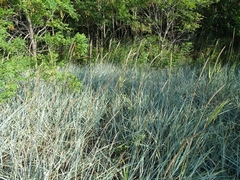 Leymus arenarius