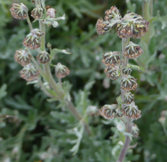Artemisia norvegica