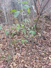 Ptelea trifoliata