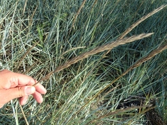 Leymus arenarius