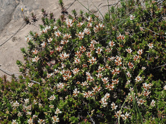 Crassula dependens