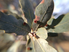 Andricus gigas