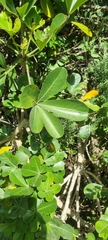Cussonia thyrsiflora