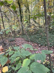 Viburnum setigerum