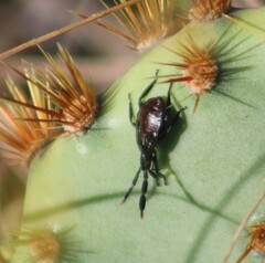 Chelinidea vittiger