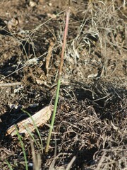 Zephyranthes drummondii