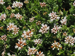 Crassula dependens