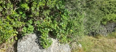 Cussonia thyrsiflora