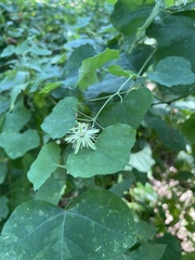 Passiflora lutea