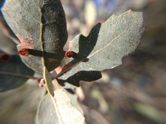 Andricus gigas