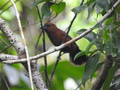 Cyanoloxia cyanoides