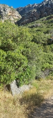 Cussonia thyrsiflora