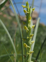 Habenaria laevigata