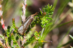 Thisanotia chrysonuchella